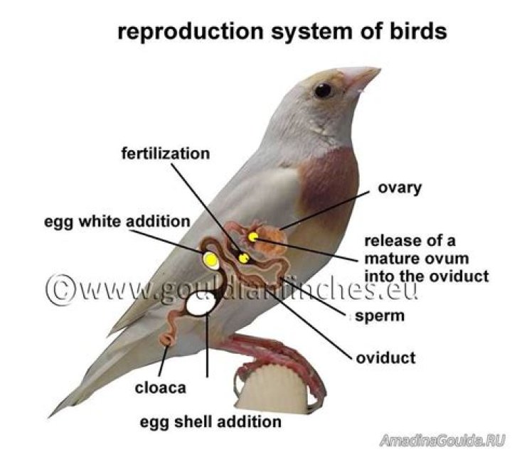 Can turkeys reproduce on their own?