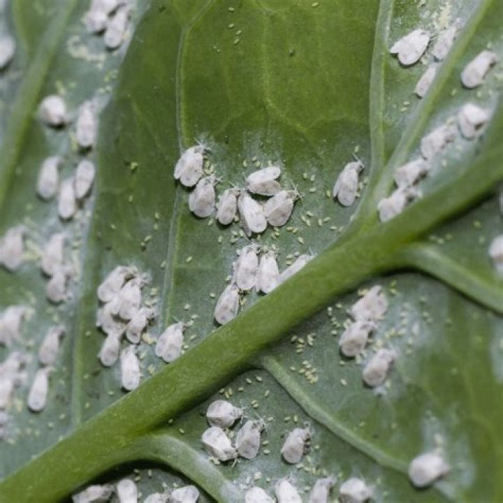Can whiteflies live in the soil?