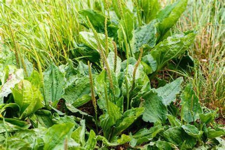 Can you eat broadleaf plantain?
