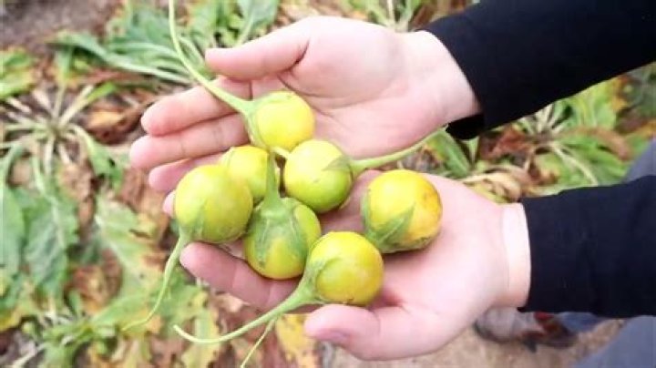 Can you eat mandrakes?