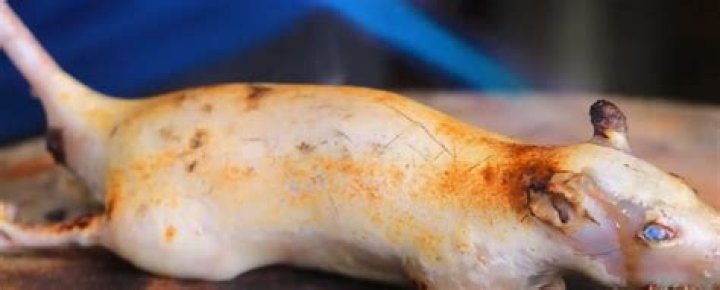 Can you eat rats?