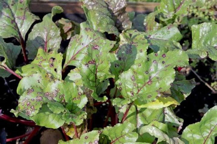 Can you eat swiss chard with cercospora leaf spot?