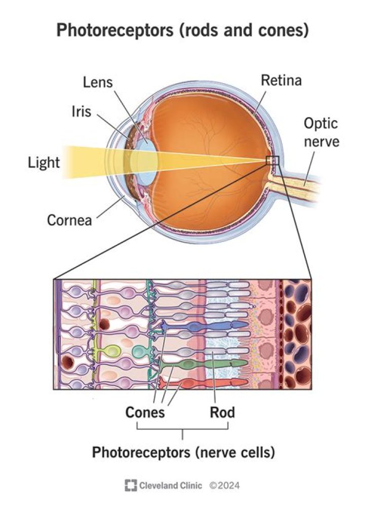 Can you find photoreceptors?