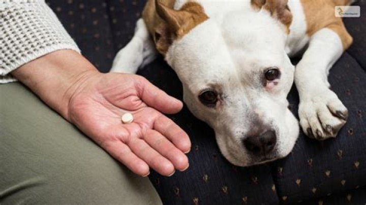 Can you give a dog aspirin?