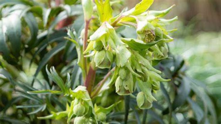 Can you grow hellebores from seed?