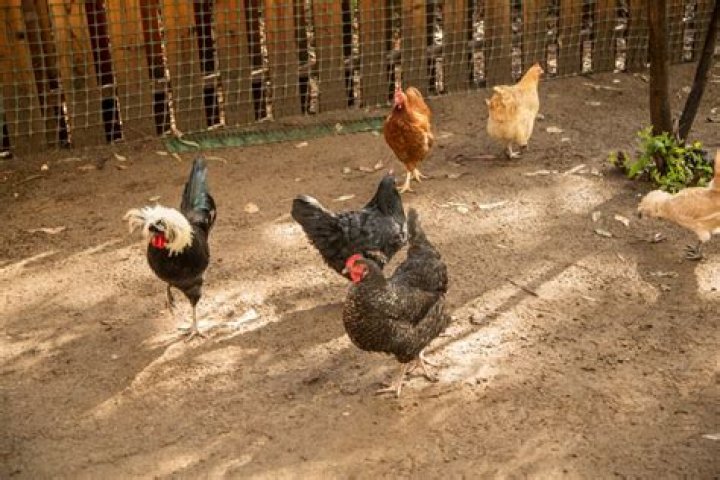 Can you have chickens in milford ct?