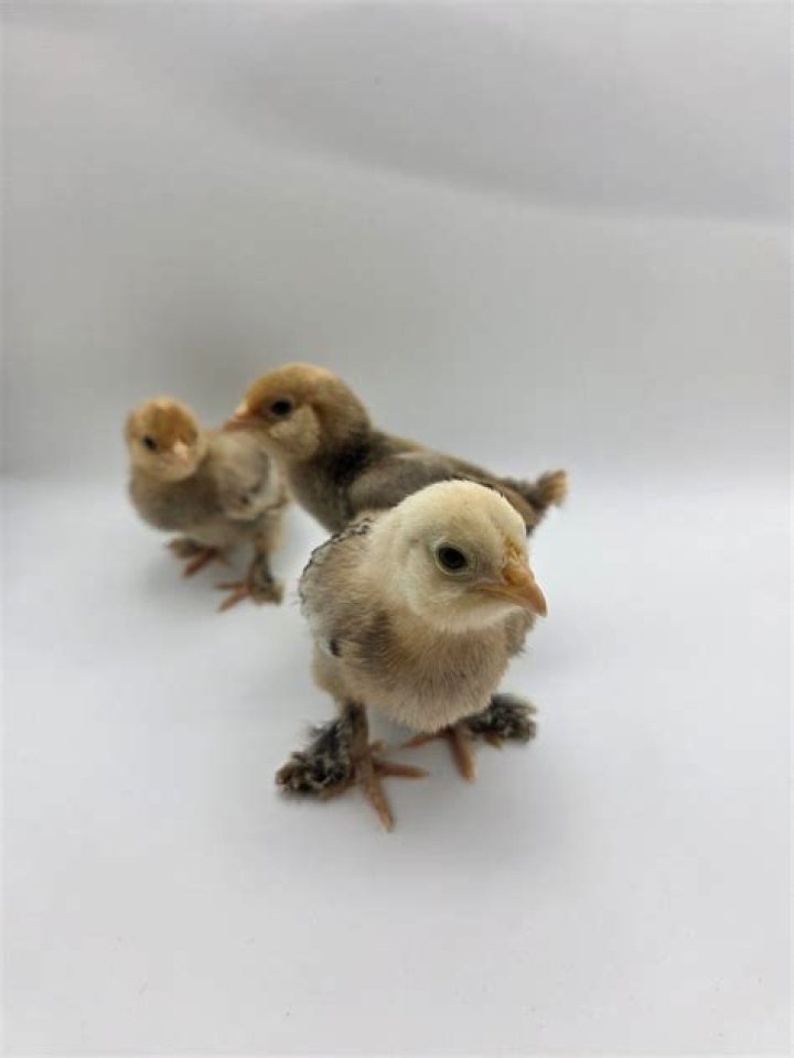 Can you have chickens in pasadena tx?