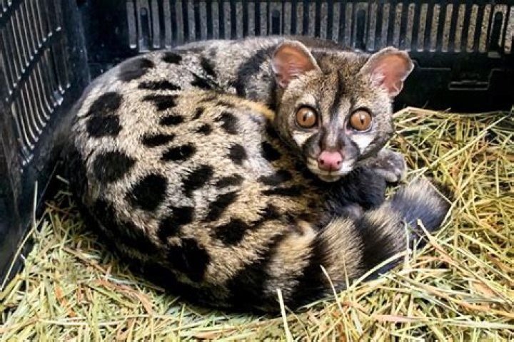 Can you have genets as pets?