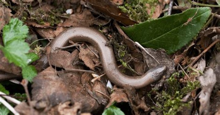 Can you keep a slow worm as a pet?