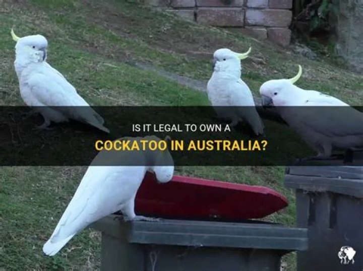 Can you own a cockatoo in australia?