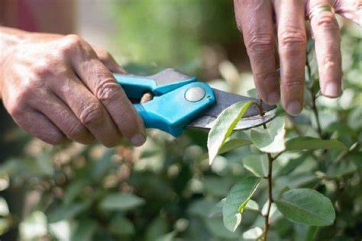 Can you take cuttings from hypericum?