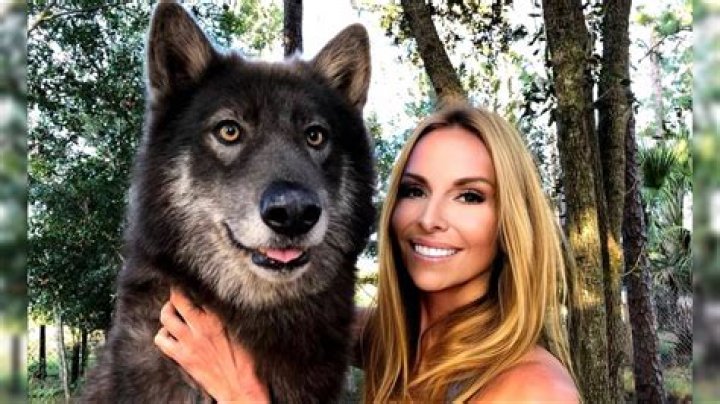 Can you train a wolf?