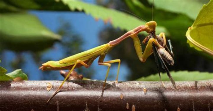 Could a praying mantis kill you?