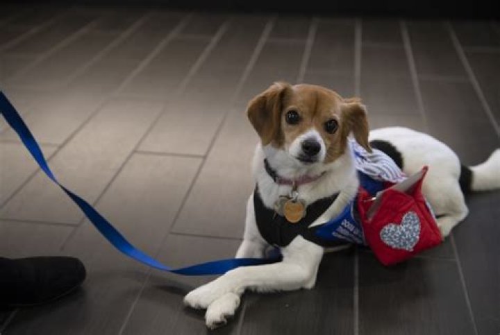 Could dogs eat drugs?
