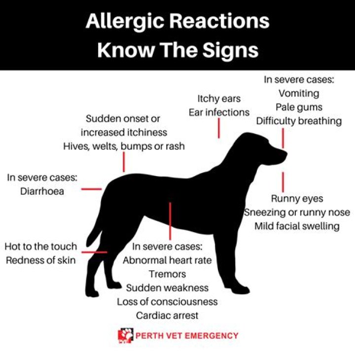 Could i suddenly be allergic to my dog?