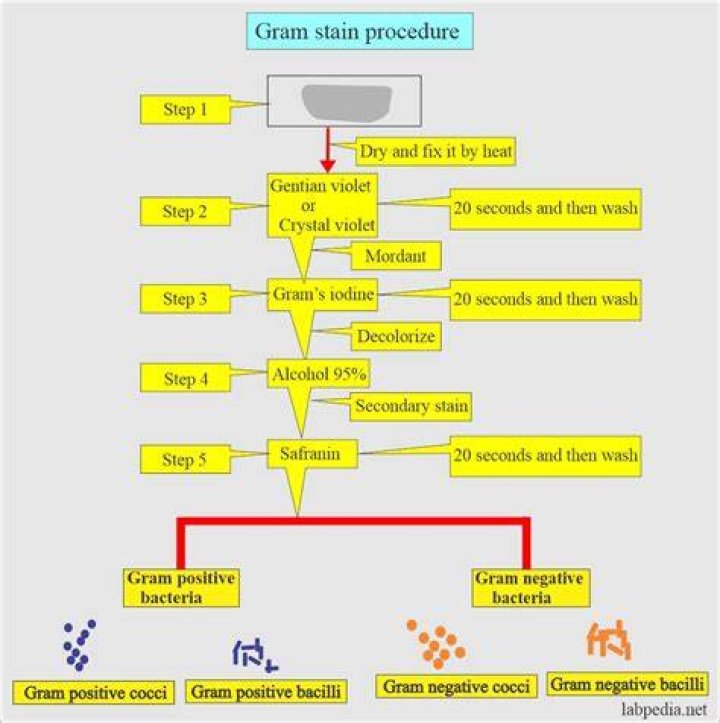 Could the gram stain be used to diagnose the flu?