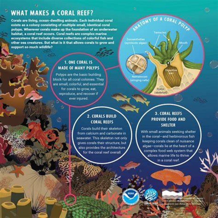 Did you know facts about coral reefs?