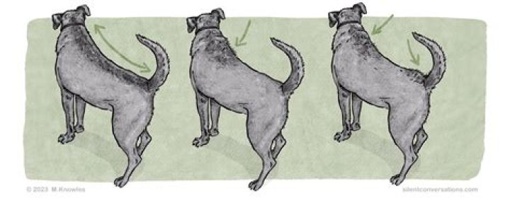 Do all dogs have hackles?