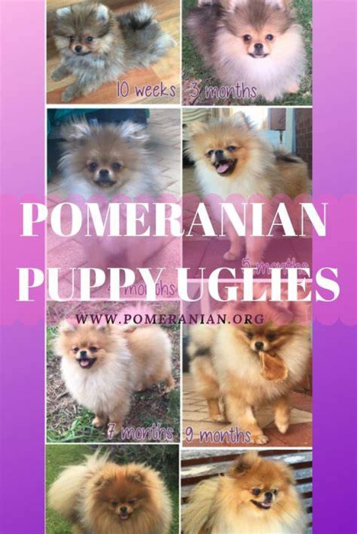 Do all pomeranians go through uglies?