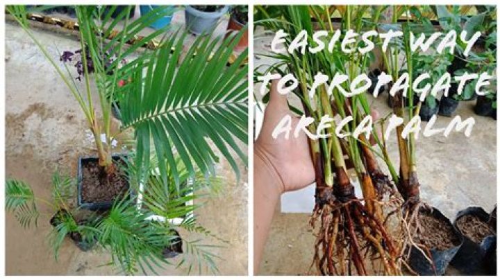 Do areca palms grow fast?