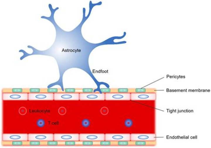 Do astrocytes form the blood brain barrier?