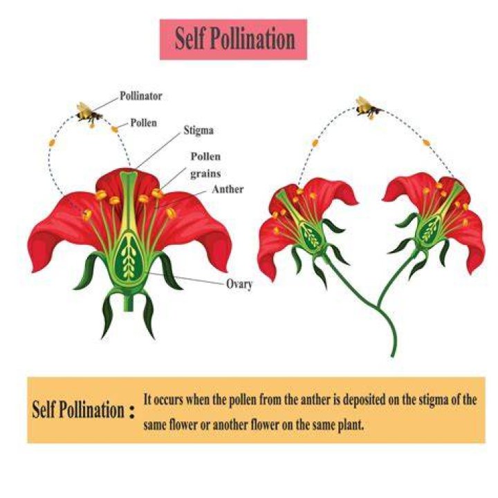 Do aubergines self pollinate?