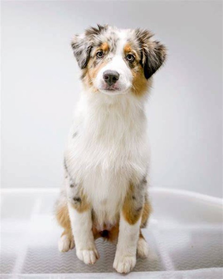 Do aussies need to be groomed?
