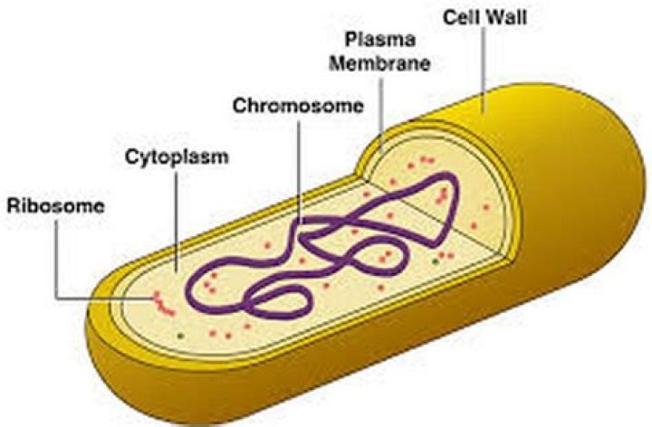 Do bacteria have ribosomes?