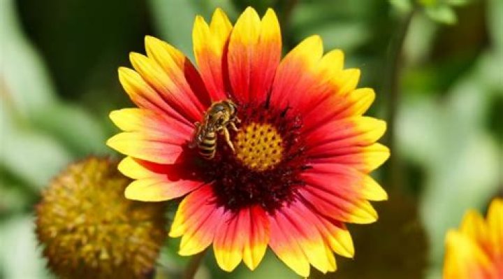Do bees like blanket flower?