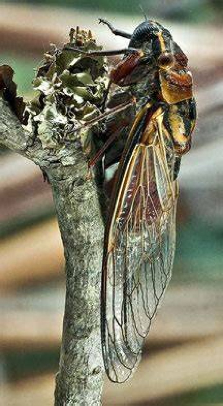 Do birds eat cicadas?