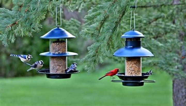 Do birds need bird feeders in the summer?