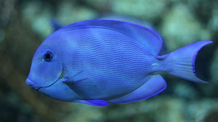 Do blue fish grow?