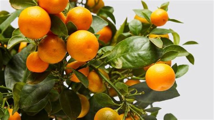Do calamondin oranges taste good?
