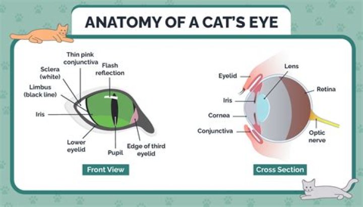 Do cats have sclera?