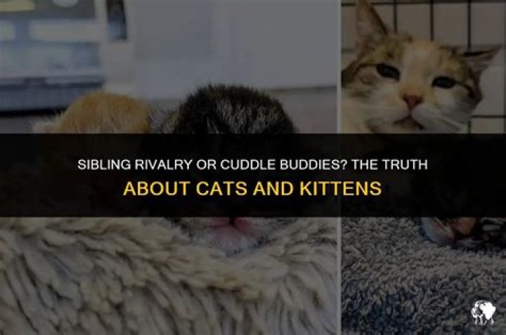 Do cats have sibling rivalry?