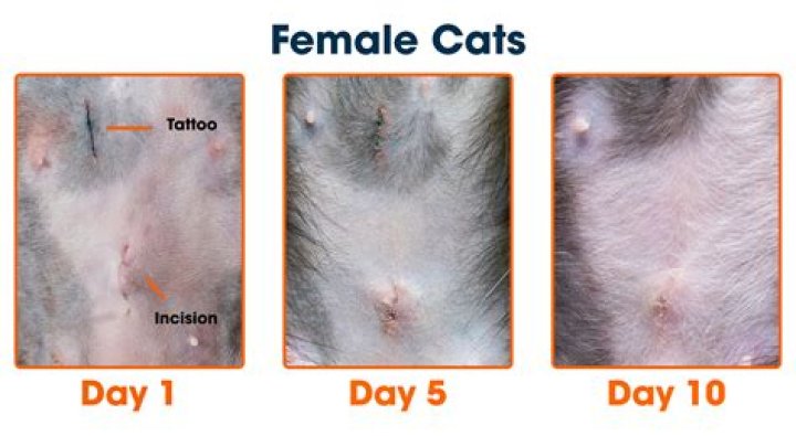 Do cats mellow out after being spayed?