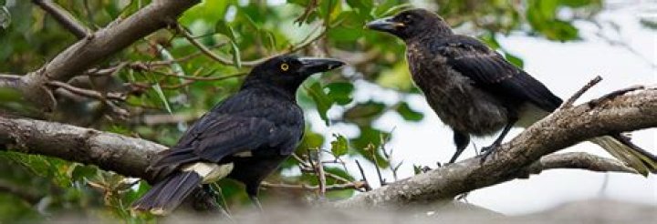 Do currawongs eat meat?