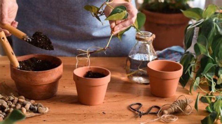 Do cuttings need light to root?