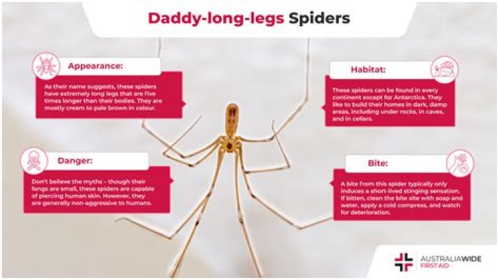 Do daddy long legs spin webs?