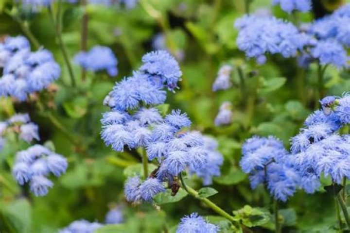 Do deer eat ageratum?