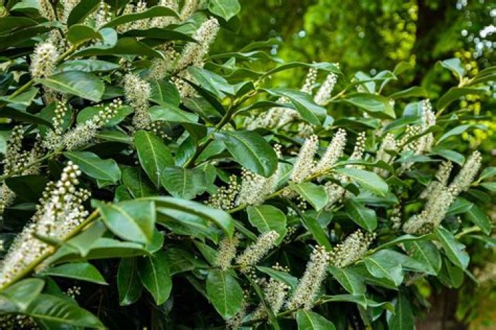 Do deer eat cherry laurel?