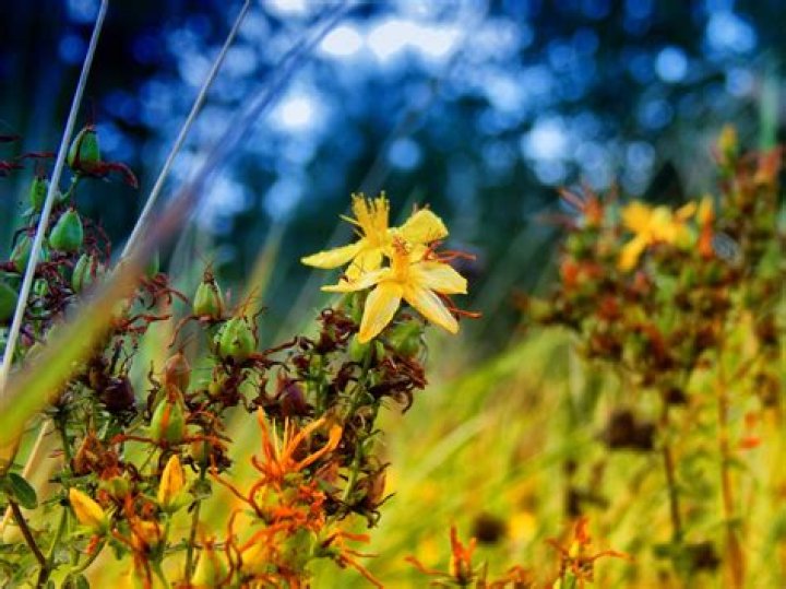 Do deer eat hypericum?