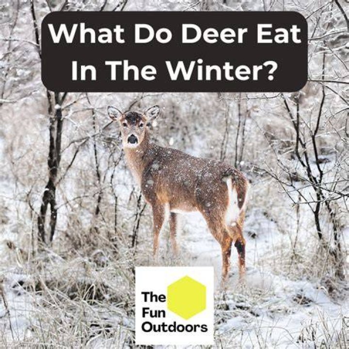 Do deer eat snow on the mountain?