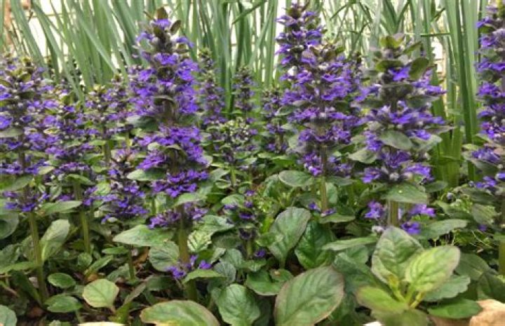 Do deer like ajuga?