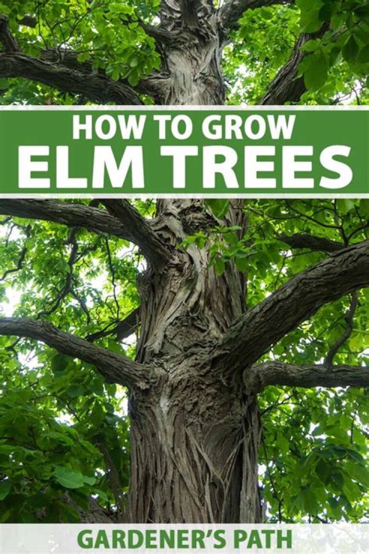 Do elms grow fast?