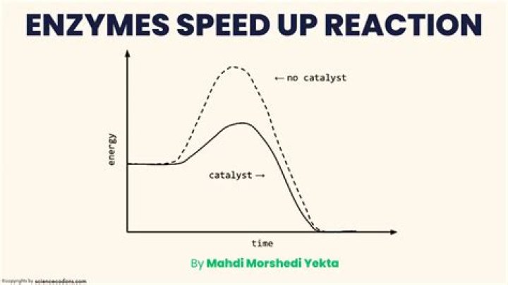 Do enzymes speed up chemical reactions?