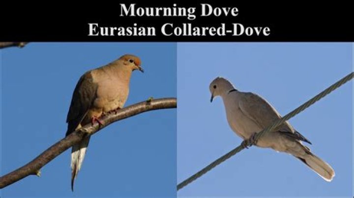 Do eurasian doves mate with mourning doves?