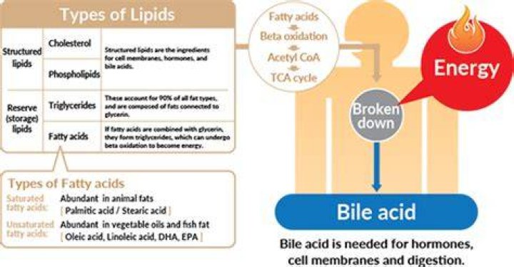 Do fats provide energy?