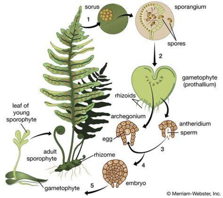 Do fern plants have seeds?