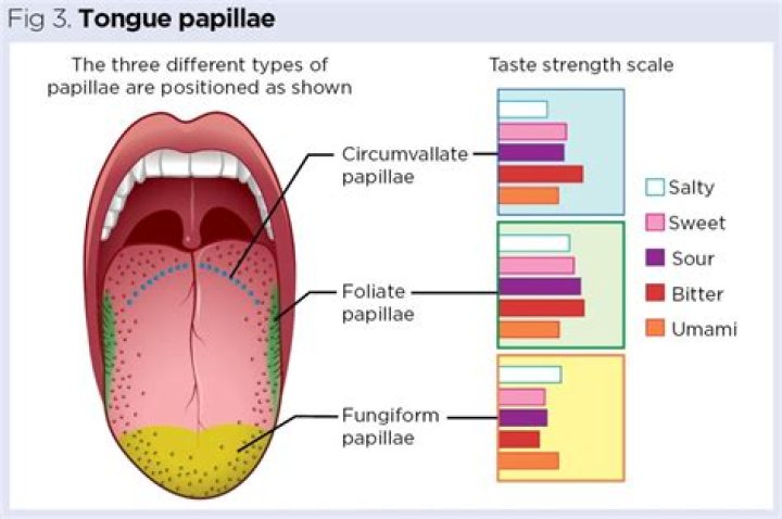 Do foliate papillae have taste buds?